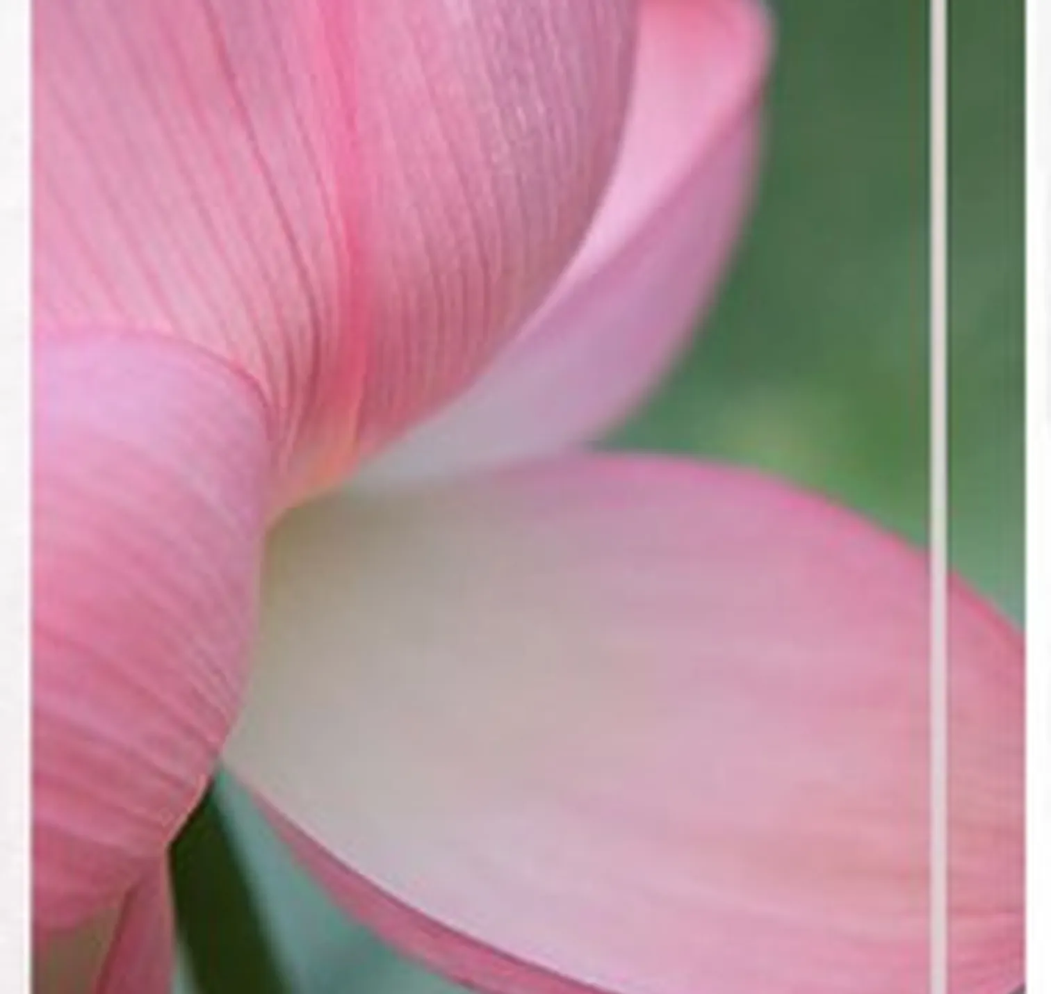 Close-up photograph of a pink lotus petal against green foliage.