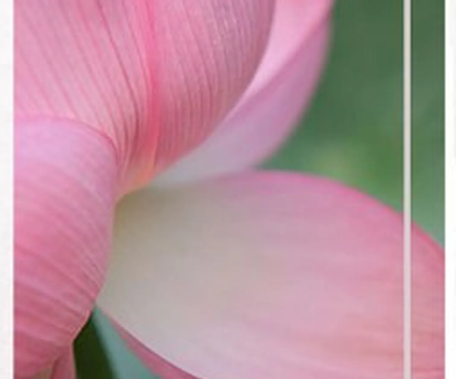 Close-up photograph of a pink lotus petal against green foliage.